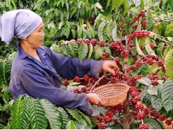 Export coffee price at 3-year high