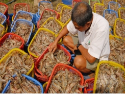 Soc Trang is the country's largest seafood exporter
