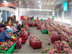 Binh Thuan dragon fruit gets protected geographical indication in Japan