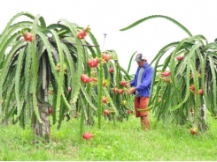 Drip irrigation expands across dry regions