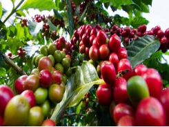 World coffee prices hit the highest in the past years