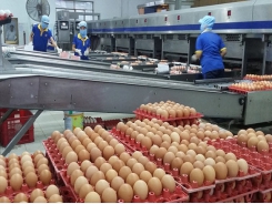 Breakthrough in poultry egg production in Vietnam