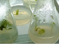 Breeding Ngoc Linh Ginseng through the use of cell tissue culture