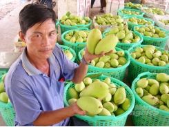 Dong Thap seeks to boost the recovery of vegetable and fruit industry from Covid-19