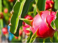 Increasing demands for Vietnamese dragon fruit in foreign market
