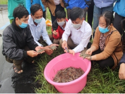 Nuôi tôm thẻ chân trắng trên cát đảm bảo an toàn thực phẩm