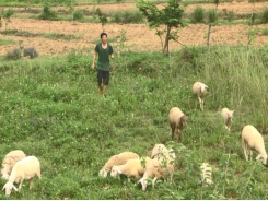 Nuôi cừu thành công ở vùng đất Thái Hòa