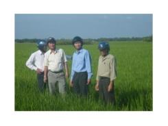 Mô Hình Sản Xuất Lúa Theo Hướng VietGAP: Hứa Hẹn Vụ Mùa Bội Thu