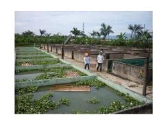 Kỹ Thuật Nuôi Ếch Thái Lan Bằng Bể Xi Măng