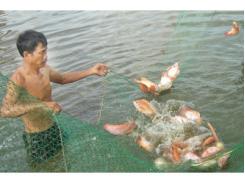 Mô Hình Nuôi Cá Diêu Hồng Hiệu Quả Kinh Tế Ở Huyện Krông Bông (Dak Lak)