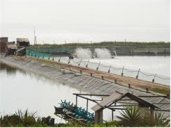 Các Cơ Sở Sản Xuất Tôm Giống Đáp Ứng Khoảng 80% Nhu Cầu Thả Nuôi