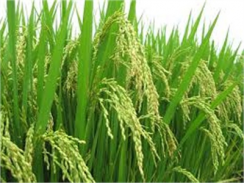 Liên Kết Sản Xuất Và Tiêu Thụ Lúa Gạo