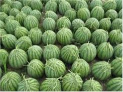 Cách Bấm Ngọn Tuyển Quả Dưa Hấu