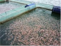 Bắc Ninh Chống Rét Cho Cá Giống