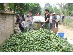 Cam Hàm Yên Trúng Lớn