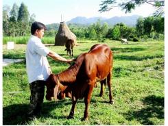 Bình Định Chăn Nuôi Bò Thịt Hiệu Quả, Bền Vững