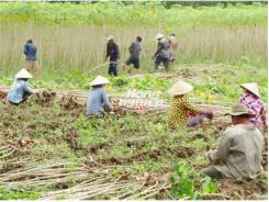 Khoai Mì Rớt Giá Thê Thảm