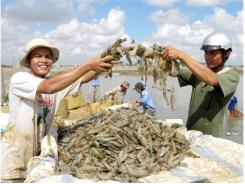 Giá Trị Kinh Tế Nuôi Tôm Đạt Hơn 2.770 Tỷ Đồng