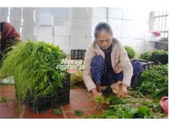 Su Su Tam Đảo Ổn Định Đầu Ra
