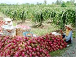 Trái Cây Việt Nam Vươn Ra Thế Giới