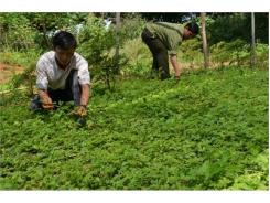 Trồng Giảo Cổ Lam, Kim Tiền Thảo