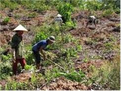 Huyện Mường Lát Hoàn Thành Kế Hoạch Trồng Rừng Năm 2014