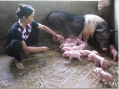 Kỹ thuật nuôi lợn nái sau khi sinh và lợn con theo mẹ