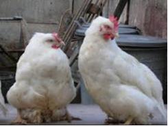 Biến chủng mới của bệnh IB trên gà (IB-D388)