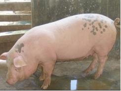 Bệnh viêm ruột và nhiễm độc tố ruột xuất huyết ở lợn