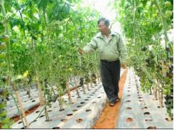 Bí kíp trồng cà chua đen sai trĩu giàn của nông dân phố núi