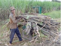 Cây mía Cà Mau bỏ thì thương, vấn vương thì khổ