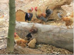 Độc đáo thuần hóa gà rừng cả đàn thả nuôi tự do như gà nhà