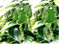 Hồ tiêu Việt - Thời cực thịnh sắp qua