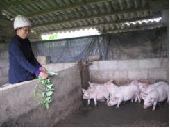 Hỗ trợ chăn nuôi nông hộ