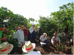 Hơn 21.000 nông dân trồng cà phê bền vững
