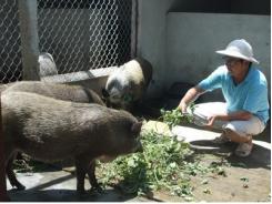 Kỹ sư thủy lợi mát tay nuôi lợn rừng