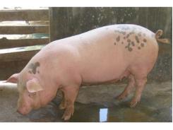 Kỹ thuật phát hiện lợn nái động dục và phối giống