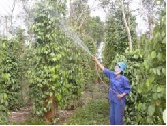 Nông dân Hướng Hóa thu nhập khá nhờ cây hồ tiêu