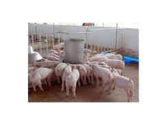 Một số kinh nghiệm chống nóng cho đàn lợn trong chăn nuôi nông hộ