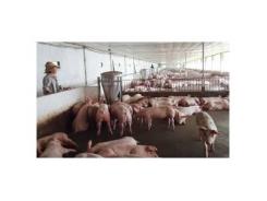Biện pháp nâng cao tỷ lệ nạc trong chăn nuôi lợn
