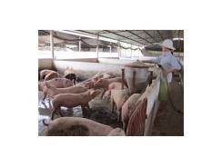 Lợn bị ngộ độc do thức ăn và cách xử lý