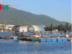 Nuôi thủy sản trái phép ở Vịnh Mân Quang thiệt hại tiền tỷ