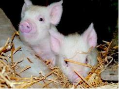 Tăng sức sống cho lợn con sau cai sữa