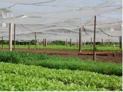 VIETRAP tăng cường hoạt động quảng bá nông sản
