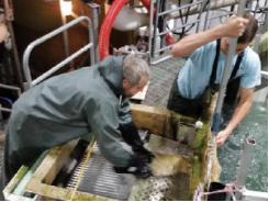 Novel air-based system transfers large salmon during harvest