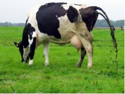 Diseases of Cattle: BVD - Bovine Virus Diarrhea