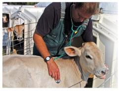 Cow Health: Bovine viral diarrhoea virus