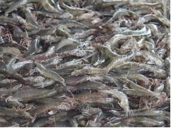 Critical decisions for shrimp harvesting and packing, Part 2