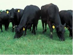 Cow Health: Grass staggers