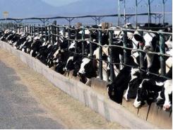 5 steps to increase dairy cow dry matter intake